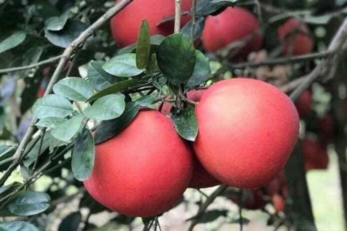 Bưởi ''tiến vua'' giá nửa triệu đồng một cặp, vẫn không có hàng bán dịp Tết