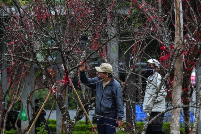 Truy xuất nguồn gốc cây đào: Lợi cho dân, nâng cao giá trị cho cây “đào rừng” . 