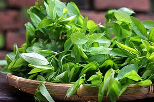 Những người này còn ăn rau ngót coi chừng nguy hiểm