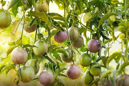 Bí quyết đơn giản để chọn được chanh leo ngon ngọt và nhiều ruột