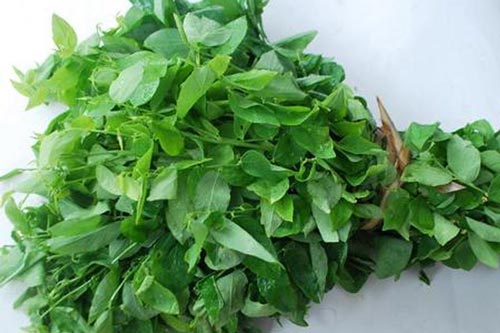 Chữa bệnh chỉ bằng cách sử dụng rau ngót