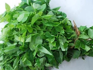 Chữa bệnh chỉ bằng cách sử dụng rau ngót