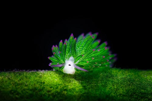 Sự thật về loài động vật hiếm hoi có khả năng quang hợp