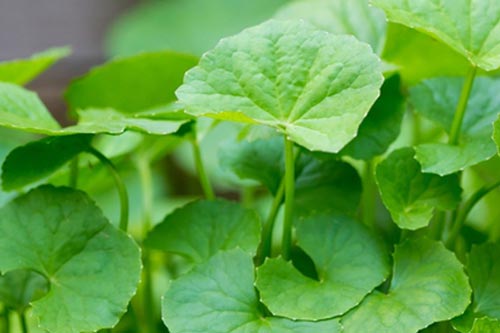 7 loại lá giúp bạn giải độc gan hiệu quả