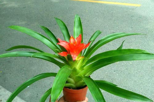 8 loại cây đặt trong nhà "hút" tài lộc cực đỉnh