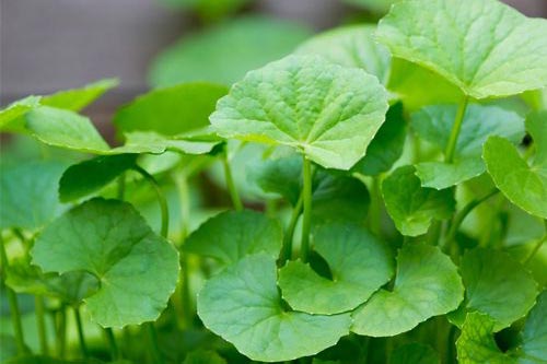 Rau má - dùng không đúng cách sẽ hại sức khỏe