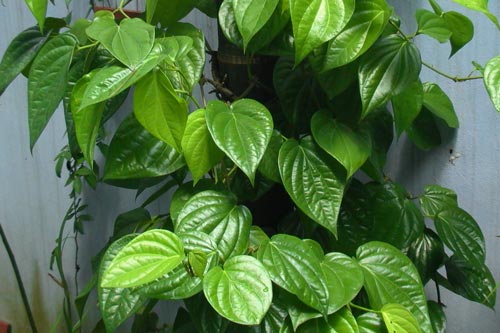 Trị hăm tã cho trẻ bằng cách sử dụng lá trầu