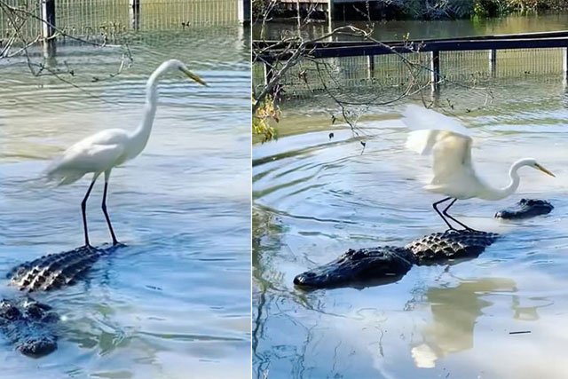 Diệc trắng ‘cưỡi’ cá sấu, thản nhiên săn mồi ngay trước miệng ‘sát thủ khổng lồ’