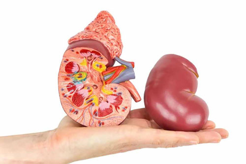 Chỉ cần làm điều này cả đời bạn sống khoẻ, thanh lọc được mọi độc tố trong thận