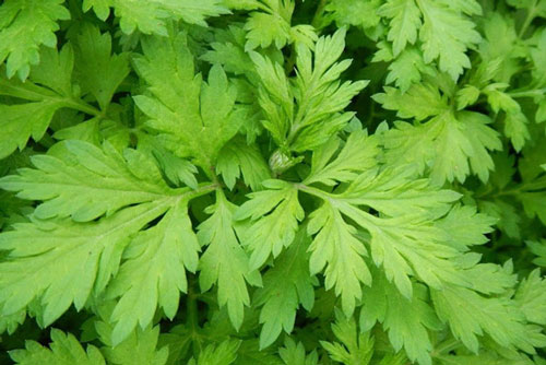 Nguy hiểm "chết người" từ rau ngải cứu