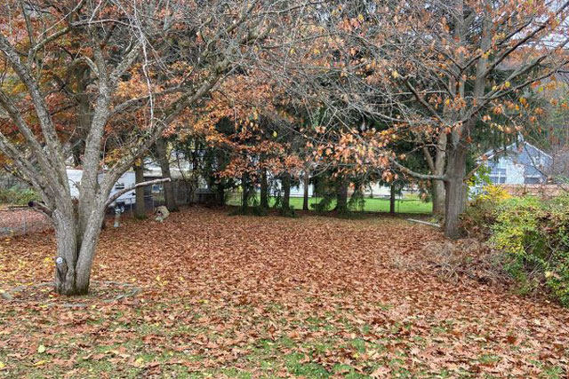 Đố bạn tìm ra chú chó trong bức ảnh này?