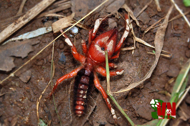 Bí mật về loài nhện lạc đà duy nhất ở Việt Nam, hãy cẩn thận nếu thấy chúng bò vào nhà