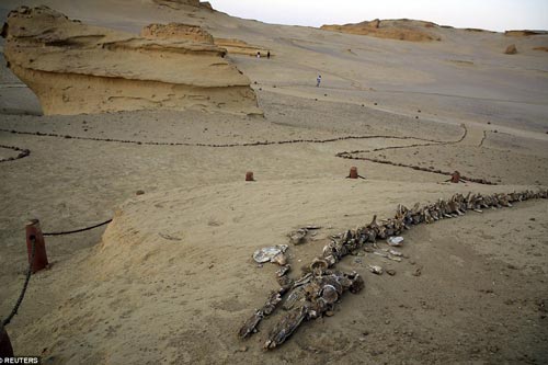 Thung lũng cá voi khổng lồ giữa sa mạc Sahara