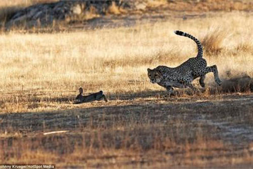 Xem báo đốm săn đuổi thỏ rừng