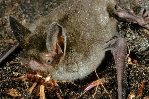 Tìm thấy hóa thạch dơi cổ đại khổng lồ di chuyển bằng 4 chân