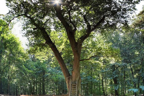 Kỳ thú câu chuyện "cây mai mối" ở Đức tồn tại hơn thế kỷ