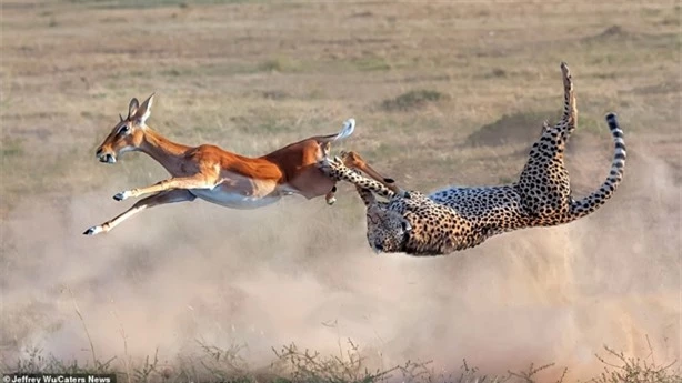 Một nhiếp ảnh gia mới đây đã ghi lại được khả năng săn mồi điêu luyện của báo tại Khu bảo tồn quốc gia Maasai, ở Kenya.