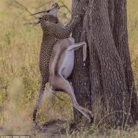 Ngay sau đó, báo đốm mẹ ngọam ngang cổ con linh dương rồi kéo nó lên cây để tránh kẻ thù tranh cướp.