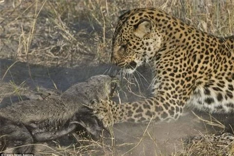 Những hình ảnh ấn tượng này được nhiếp ảnh gia động vật hoang dã người Hà Lan, Vincent Grafhorst, 40 tuổi, chụp ở Botswana, châu Phi. 