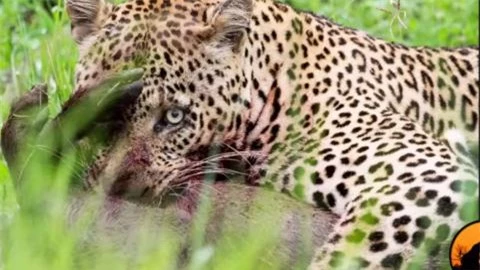 Nhưng với bản năng của kẻ săn mồi, con báo đốm đang thưởng thức con mồi nhưng cặp mắt sắc bén của nó vẫn liên tục quan sát động tĩnh xung quanh.