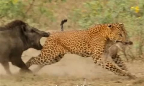 Con lợn rừng mẹ dùng đôi hàm răng nanh của mình để cắn vào chân sau con báo đốm để con sư tử thả con của mình ra. 