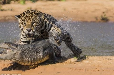 Báo đốm bắt đầu tấn công cá sấu. 