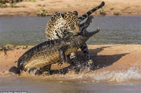 Con báo đốm đã cắn con cá sấu một nhát chí tử. Vết cắn của nó là đòn đánh trực tiếp vào hệ thần kinh trung ương của con mồi. 