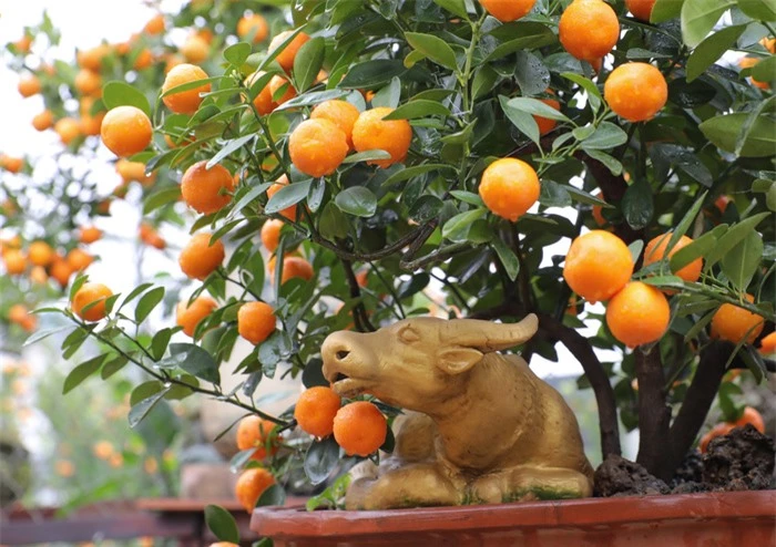 &quot;Trâu cõng quất bonsai&quot; giá tiền triệu vẫn hút khách - Ảnh 8.