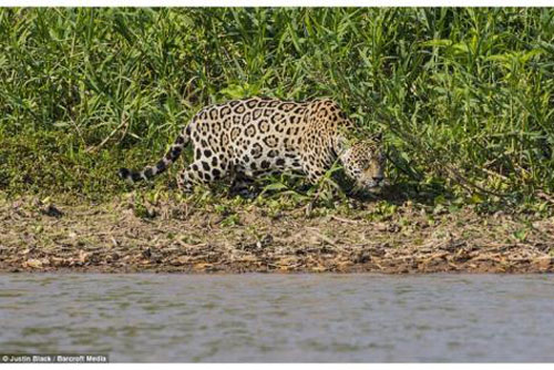 Tận mục nhát cắn chí mạng, dễ dàng giết chết cá sấu của báo đốm