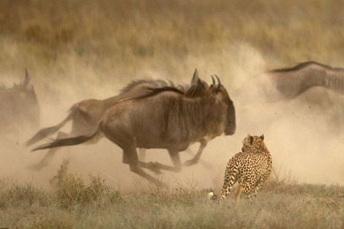 Linh cẩu ranh mãnh cuỗm mồi của báo đốm