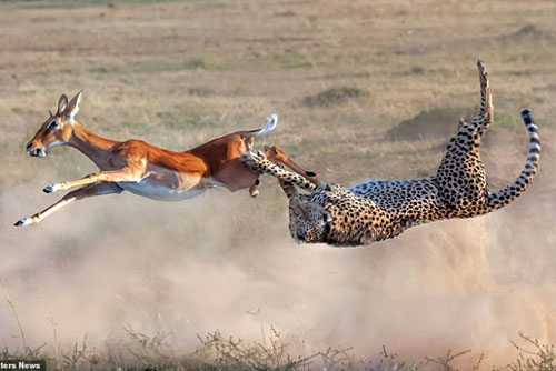 Bay ngược người săn mồi, báo đốm vẫn không quên điều này