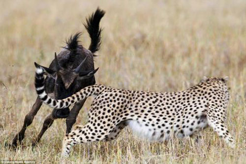 Báo đốm tháo chạy trước pha tấn công của linh dương