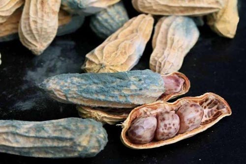 Thực phẩm gây hại cho sức khỏe đang xuất hiện trong mâm cơm hàng ngày