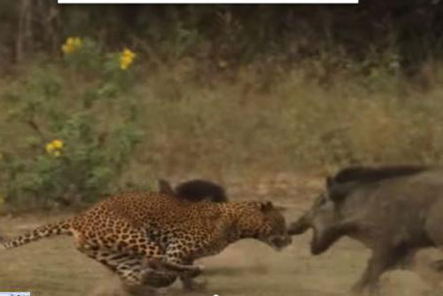 Lợn rừng mẹ quyết chiến với báo đốm để cứu con