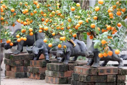 "Trâu cõng quất bonsai" giá tiền triệu vẫn hút khách