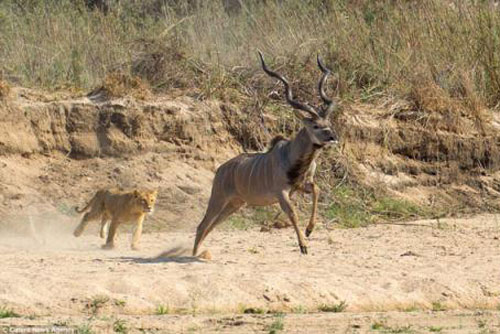 Sư tử cái săn linh dương làm bữa ăn cho cả đàn