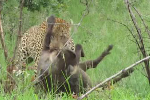 Lợn rừng chết thảm dưới móng vuốt báo đốm