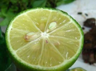 Hạt chanh - 'thần dược' trong nhà không biết tiếc cả đời