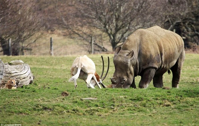 Linh dương mẹ kiên cường đấu sừng với tê giác bảo vệ con