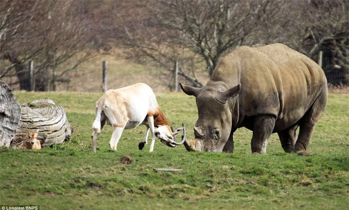 Linh dương mẹ kiên cường đấu sừng với tê giác bảo vệ con