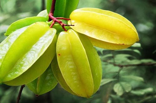 Công dụng tuyệt vời của loại quả có nhiều ở Việt Nam