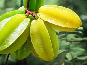 Công dụng tuyệt vời của loại quả có nhiều ở Việt Nam