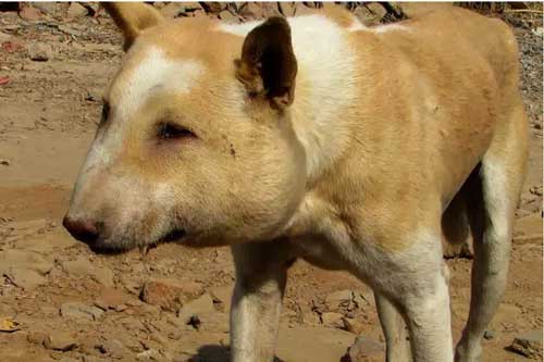 Nhận được tin về 1 con chó hoang, đội cứu trợ đến nơi thì hoang mang không biết nó là con gì