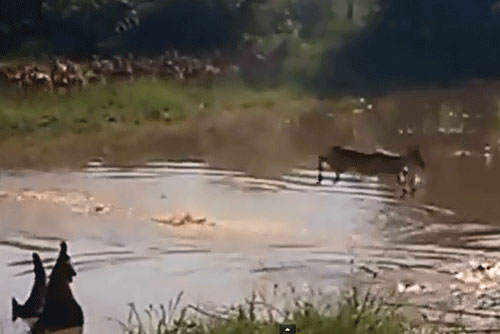 Cá sấu đớp linh dương châu Phi nhanh như điện