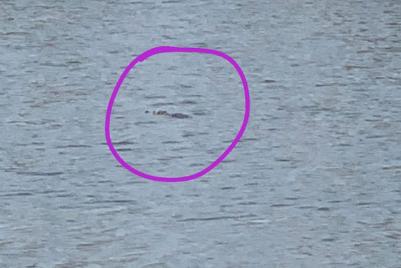 Nghi cá sấu nặng gần 100kg bơi giữa hồ nước ở Vũng Tàu