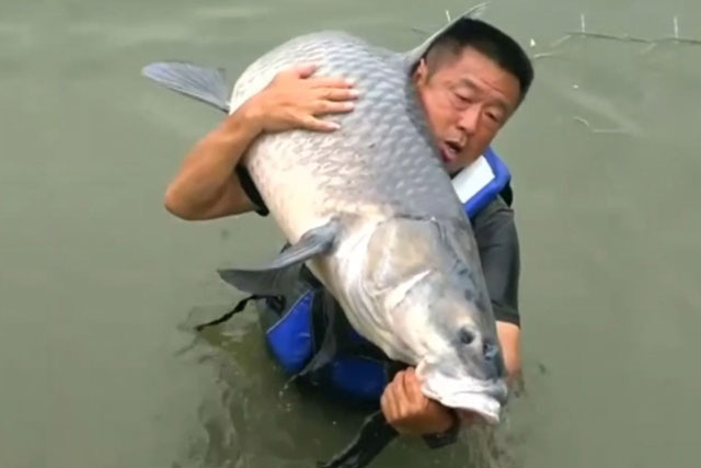Cận cảnh màn ‘kéo co’ của cần thủ với cá trắm đen nặng gần 75kg