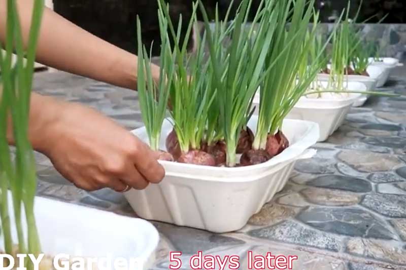 Cách trồng hành, tỏi trong hộp xốp ăn quanh năm không hết