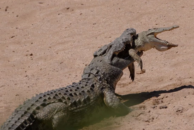 Cá sấu khổng lồ ngoạm đồng loại trong miệng và kéo xuống hồ