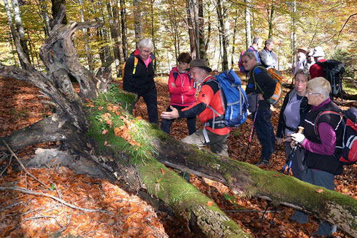 'Cụ' sồi trường thọ từ thời Trung Cổ