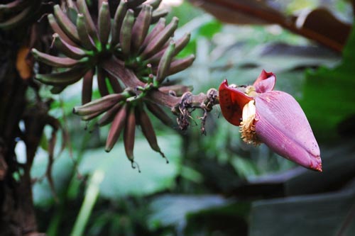 Những tác dụng tuyệt vời từ hoa chuối